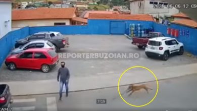 Photo of Bărbat lovit de un câine pe trecerea de pietoni