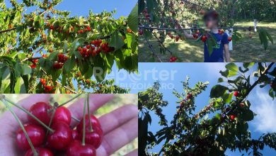 Photo of Livada din Buzău în care îți culegi singur cireșele și poți mânca fructe pe săturate
